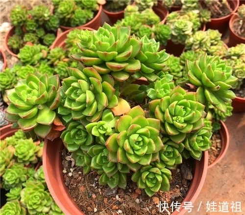 这些多肉养起来真麻烦,不勤修剪易徒长,新手要慎养!