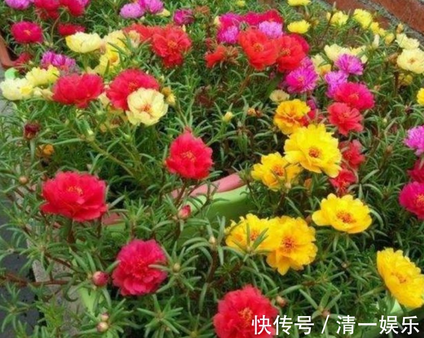 3种花是“开花小能手”,花开爆盆美如花,枝头窜满花苞,美