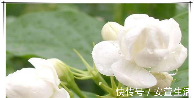 茉莉花|夏天养茉莉花,只要做对1件事,根粗叶绿,花开一茬接一茬