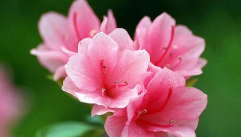 最受欢迎的4种花,花朵硕大、优美高贵,养在家里上档次!