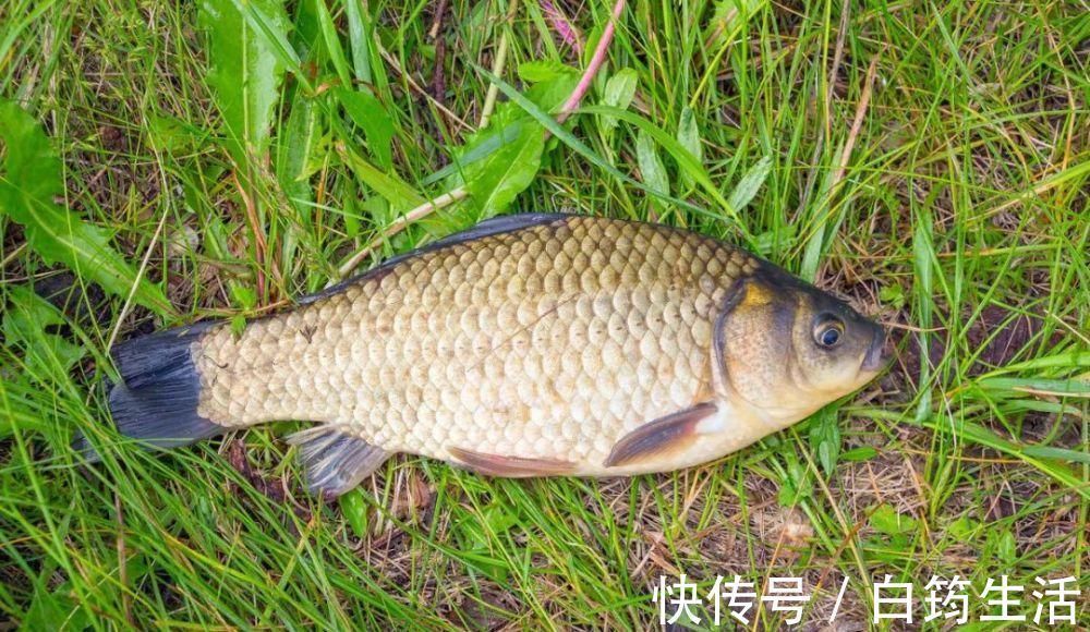 秋钓草窝，搞清楚明和暗的区别，大板鲫排队入护