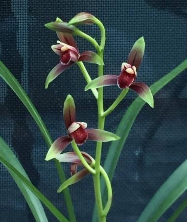 此兰花“一苗难求”,花开有其香,是顶级红素,曾被炒到百万