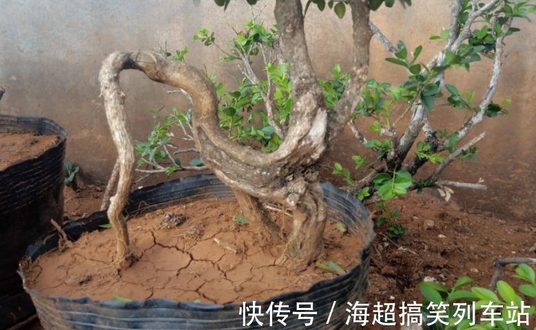 制成盆景的瓜子黄杨，搁家里能显主人品味、身份，该怎么养护？