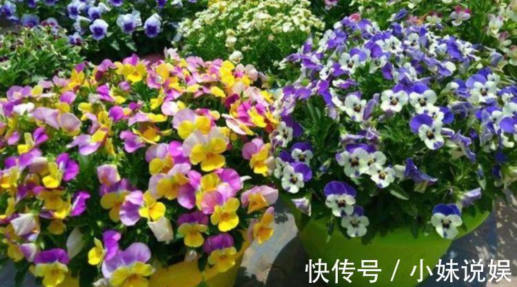 居家就养此款花卉,花期长易爆盆,简单管理也能花开满盆!
