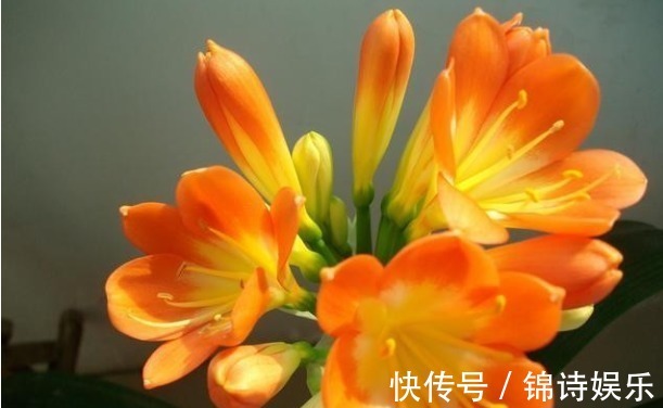 松针土|养君子兰只用1种土,不黄叶烂根,四季油绿,年年开花爆盆