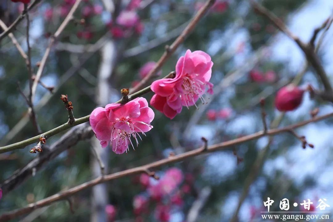 【春日印象】甘谷：梅花盛开春意闹