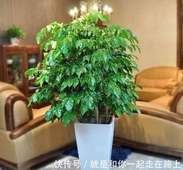 养花|客厅养花不如“种树”,种上这2种“树”,镇宅招财,越养越值钱