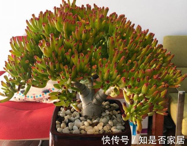 人见人爱的吸财树,了解掌握4个要点,轻松爆盆颜色靓丽