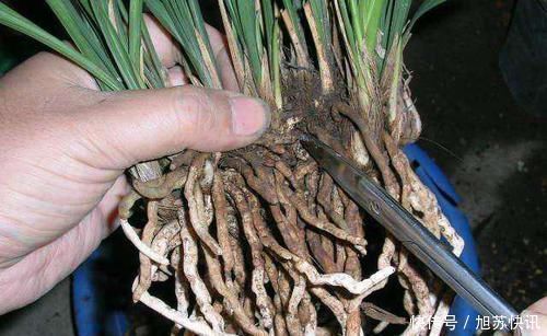 花盆里出现“这东西”,马上换盆吧,不然“离烂根”不远了