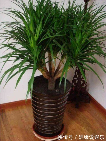 有毒气体|新房里养花，就去养盆“龙须树”，可净化空气，吸收甲醛、灰尘