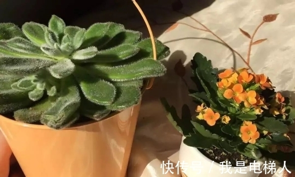 爱养花，先从这4个方面出发，防范盆栽日常患上病虫害吧