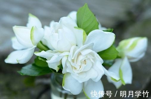 花友|栀子，茉莉不要抱怨养得不好用这种“肥水”浇，疯了不能坚持很久，旺盛