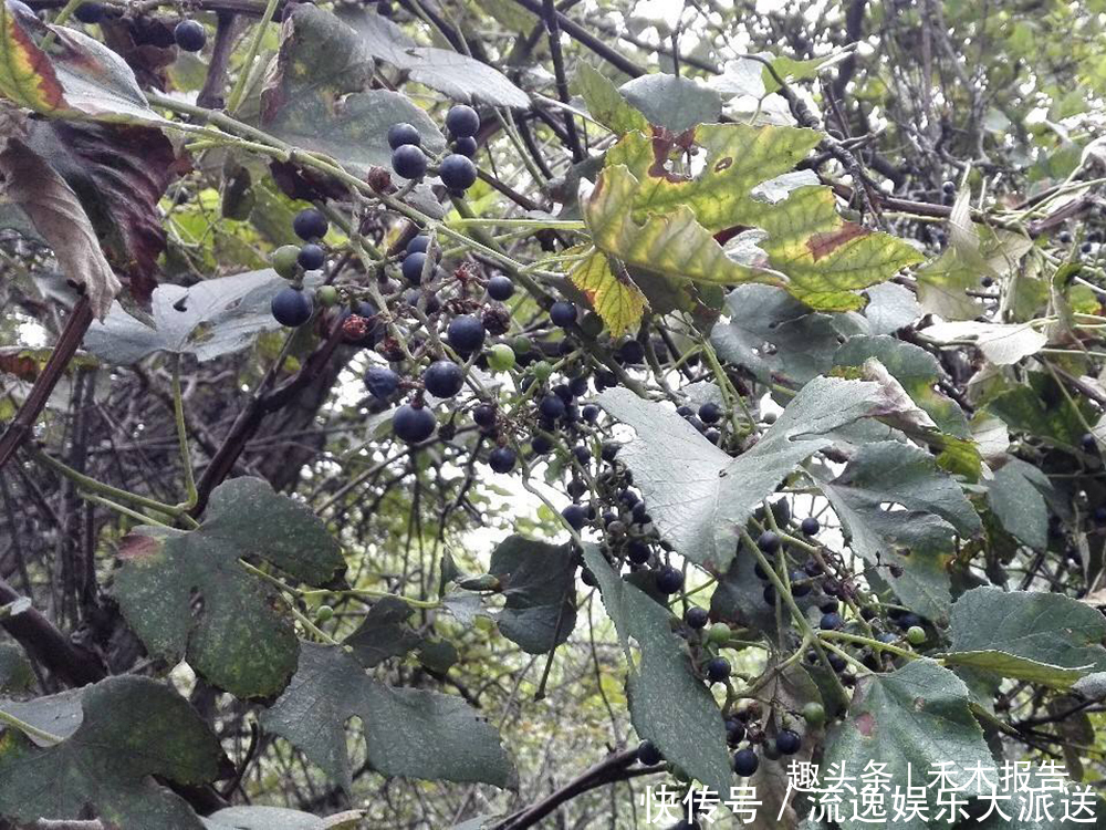 农村4种野葡萄,儿时常摘来当零食吃,如今稀罕少见,遇到别错过