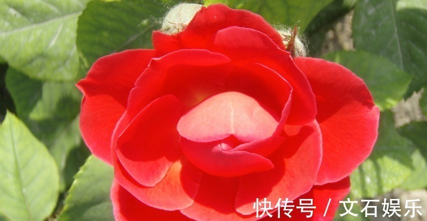 家庭生活|越老越清闲的三大生肖女,老公宠子女孝顺有出息,日子越过越富有