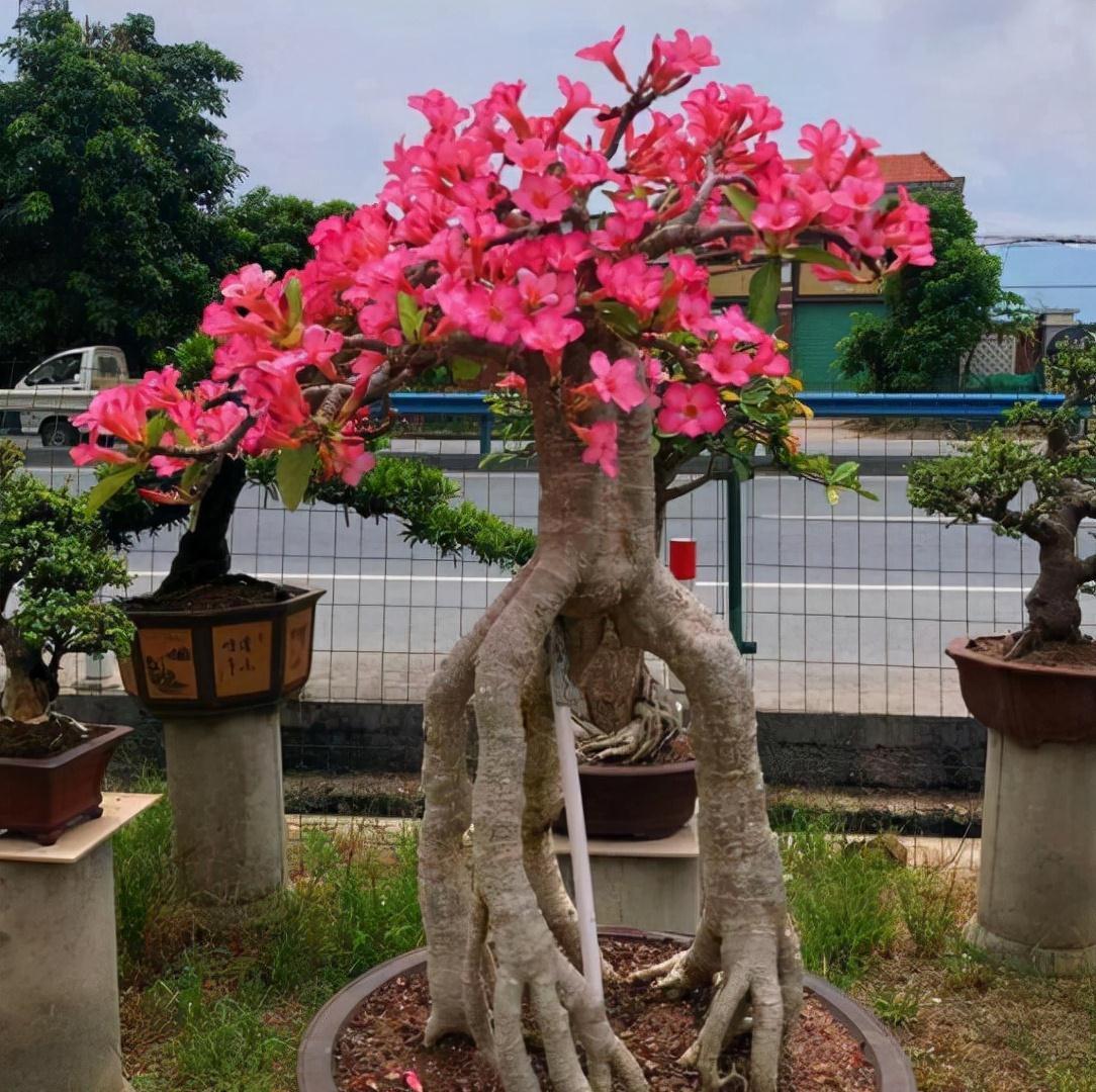 6种常见的“漂亮花”，好养少浇水，养成盆景“身价”翻倍