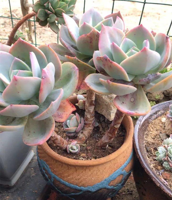 姐姐养了9年的多肉,没有买肥就用它,个个长成精!