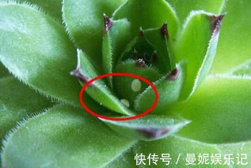 养花技巧:醋、橘子皮、小苏打用来养花,好处多!