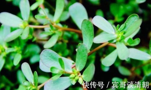 妇科疾病|把它放在白酒里泡一泡，乌发护发，白发变乌黑，学到就是赚到！