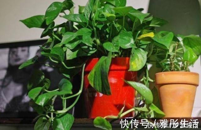 水壶|养花浇水容易“阴阳水”,教你3个小技巧,一次就浇透让花喝个够