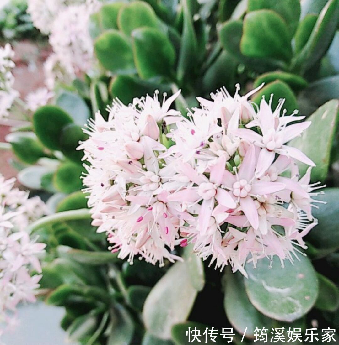 夏季|高温多湿的夏季怎么养护多肉植物玉树盆栽防止掉叶,注意4点