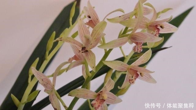 根系|兰花土加“一料”,不烂根不空根,7天蹭蹭冒笋,独苗变层叠群兰!