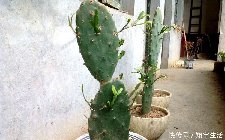 蟹爪兰爱烂根，3种解决方法，随便选一种，根不烂，年底花开满盆