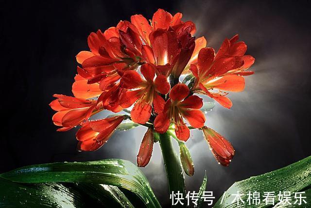 光照|君子兰根系粗壮,花箭乱窜,多亏了这2步,现在实施时间正好!