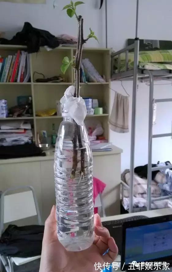 三角梅修剪枝条别扔,学2招插土里,来年花开满枝头!