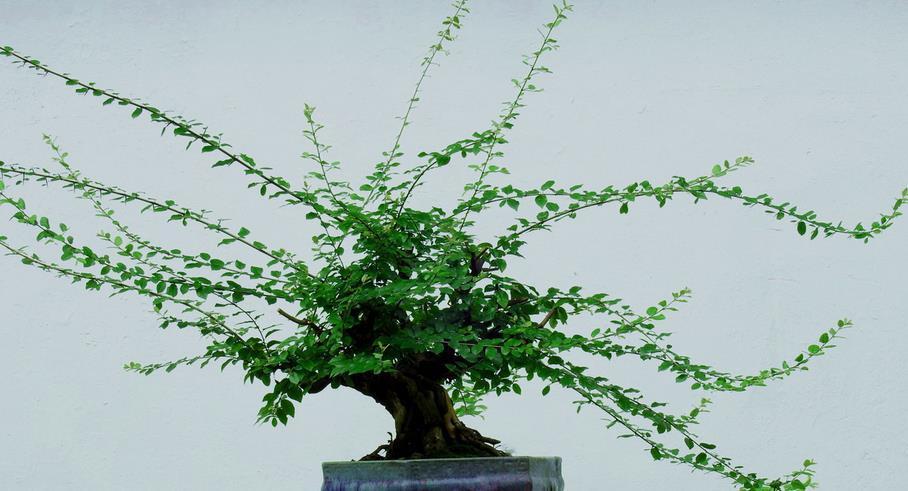 盆栽|该怎么将植物“矮化”,有什么好处?