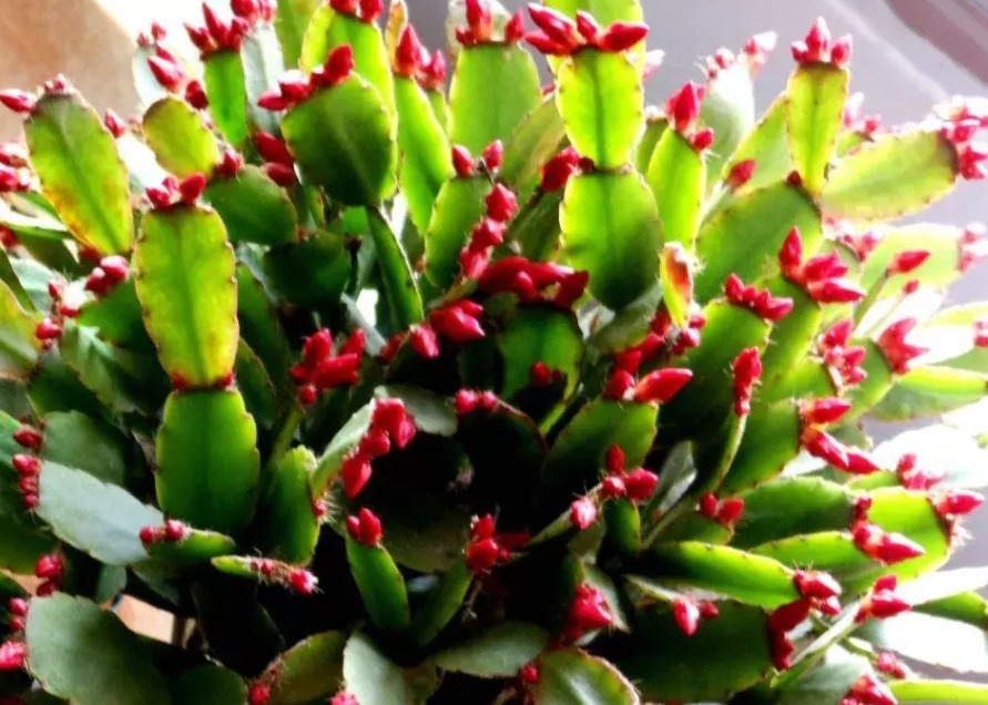 花苞|蟹爪兰叶片变薄,花苞掉不停,做到这三点花开爆盆,叶片亮