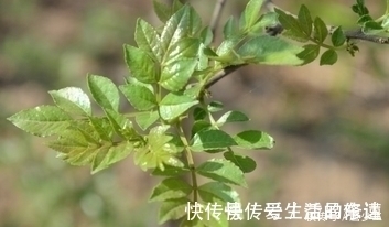 功效|北方才有的一种野菜,营养高,功效强,以前是宫廷贡品,很少人懂