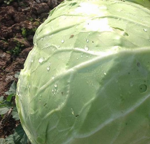  轻松|5步轻松搞定手撕包菜，一口气吃了三碗饭