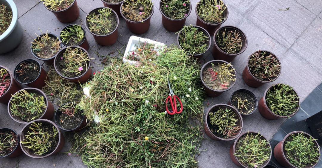 10种花,现在抓紧剪,更抗冻、好过冬!