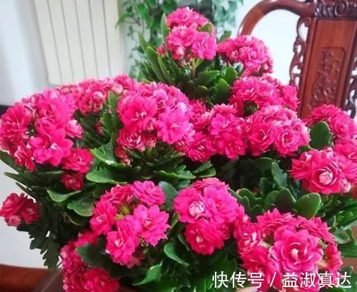 家里的橘子皮别丢了,用来养长寿花,酸性大肥力足,叶绿开花美!
