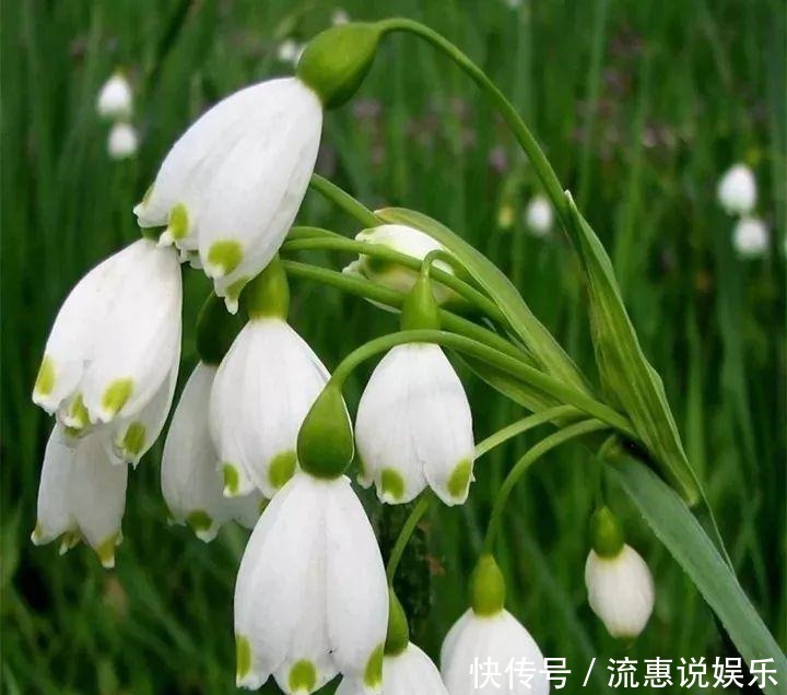 爆球|开在雪地里的花,零下20度冻不死,年年爆球一大堆!