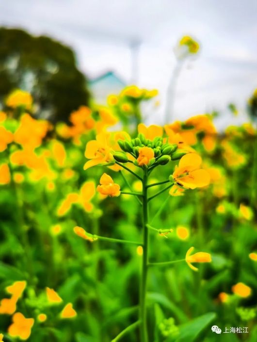 中年|春天的味道！松江这里的菜花开啦【爱申活 暖心春】