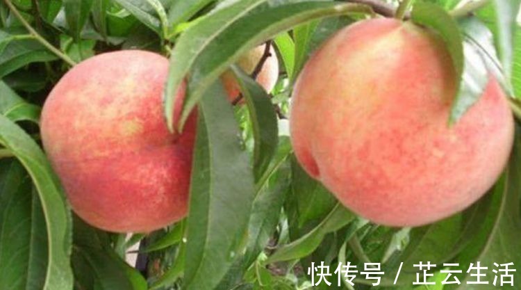 西梅|女性不愿老太快，要多吃3种食物，补充营养，身体棒棒哒！