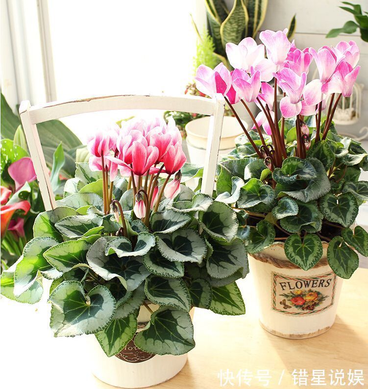 寓意|10大“吉祥花”适合养客厅,格调高,株型美,旺财又护家