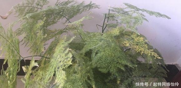 长爆|文竹快速“长爆盆”有秘诀,关键要“春剪”,蹭蹭冒出“小笋芽”