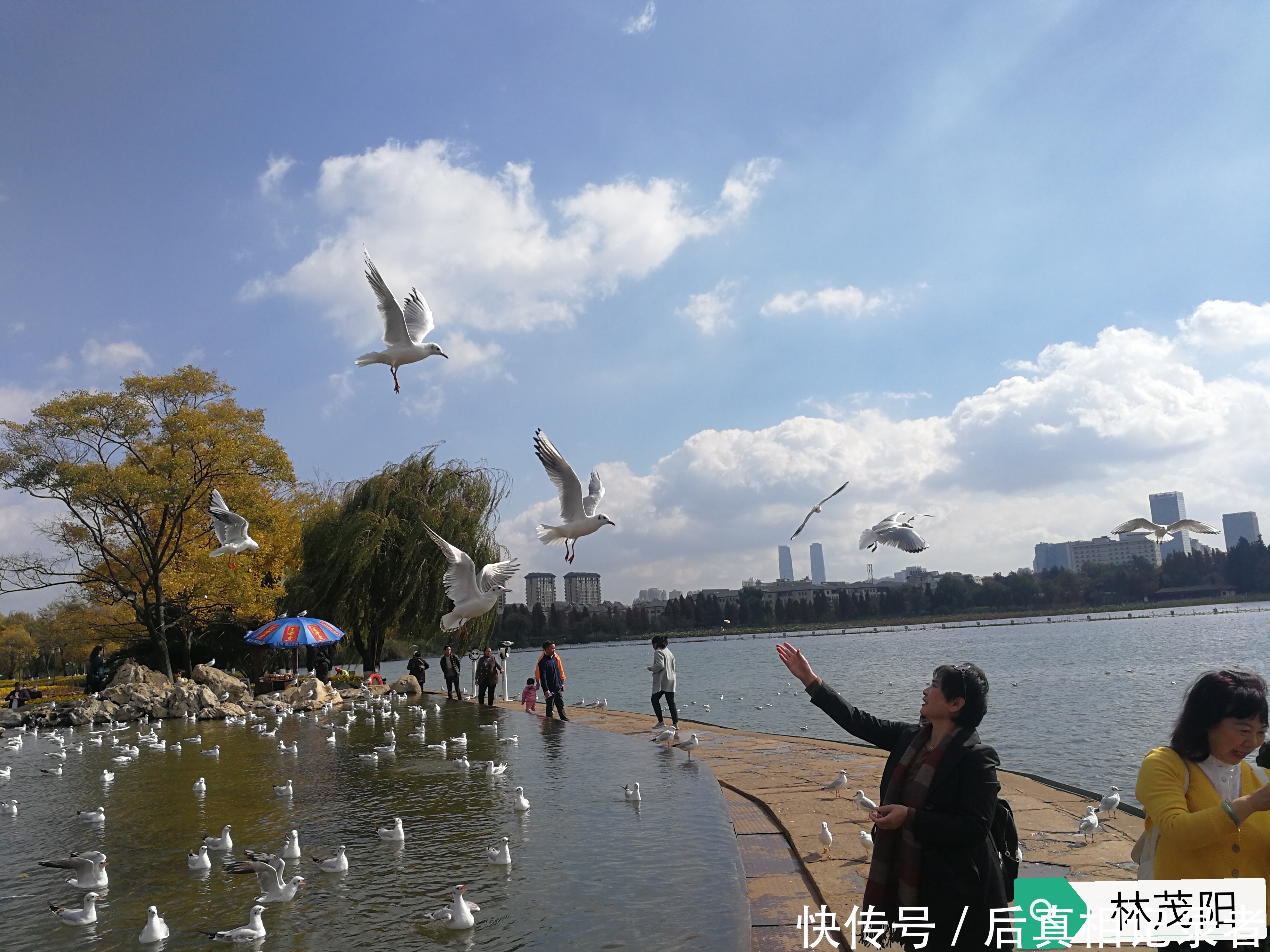 海鸥与人的和谐场面