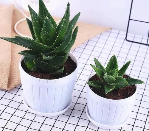 养花也能“偷懒”,6种绿植养护简单,实打实的懒人花卉