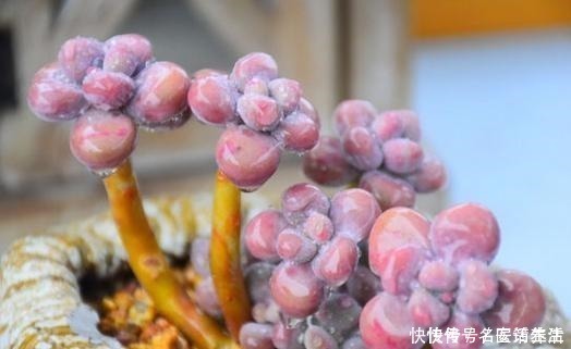 花友会|一位花友控养了3年的桃蛋，看看美不美，做好这几点你养桃蛋也美！