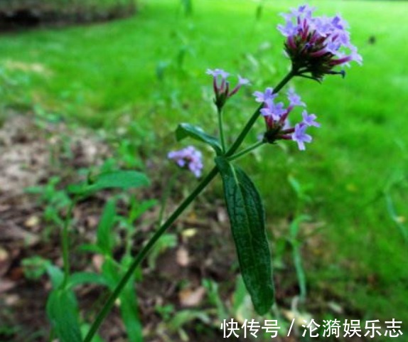 女生|此花可以与薰衣草媲美，但却更好养，不少女生看上一眼便喜欢