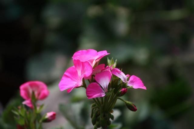 天竺葵神奇的“一劈”,给予适量的水,温度,不几天就能生根成活