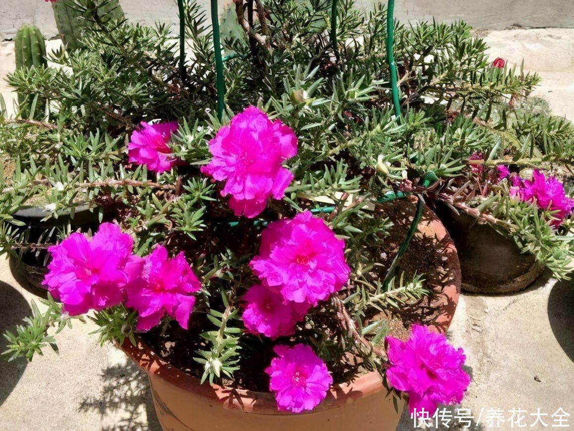 马齿苋花|山东马齿苋老桩，年年开花像小树，网友直呼：假的吧