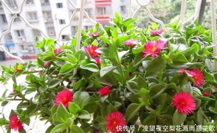 太阳花|4种花养家里,沾土就活,开花多、花期长,懒人新手都能养好!