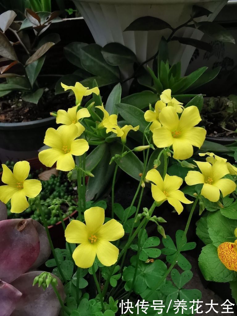 家里有个小窗台，养4种草花，过年开爆盆