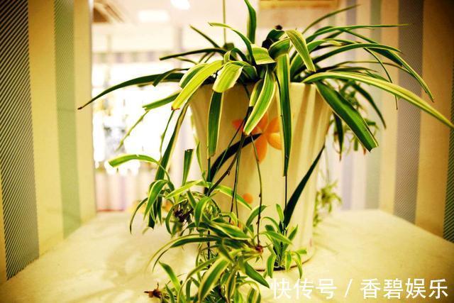 吊兰、绿萝就爱“黄叶”,喷点“溶液”,返青快好养护!