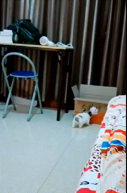 |搞笑GIF段子:头发就是这么梳没的,你确定还要梳下去?