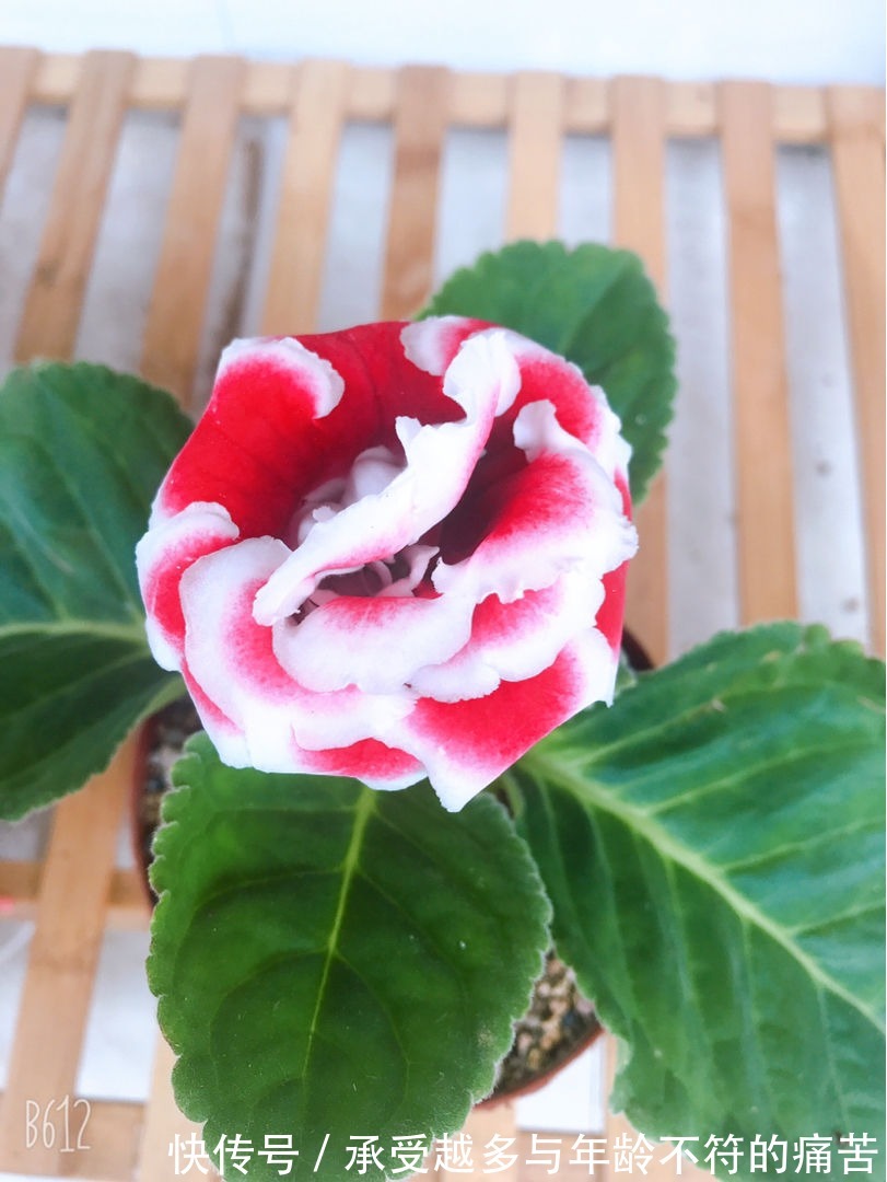 浇水别洒到叶子上，尤其是这6种，不然烂叶烂花芽